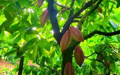 云南西雙版納全力推動(dòng)可可產(chǎn)業(yè)“串珠成鏈”