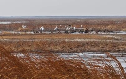 首批春歸白鶴飛抵“中國(guó)白鶴之鄉(xiāng)”鎮(zhèn)賚