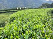 福建省發(fā)布全國首個“三茶”統(tǒng)籌標準體系