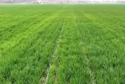 滴“智慧水”、施“營養(yǎng)餐” 冬小麥春管盡顯“科技范兒”“智慧勁兒”