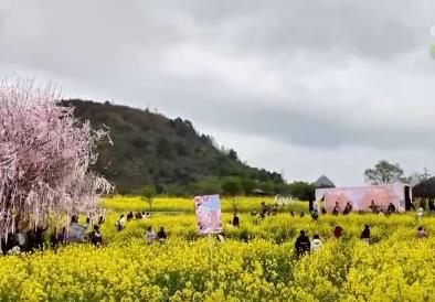 各地“花”樣文旅“圈粉”引客來 “春日流量”奔涌激活“消費(fèi)DNA”