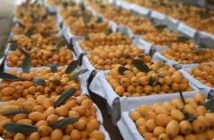 福建枇杷出口產(chǎn)季火熱開(kāi)啟