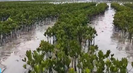 全國(guó)首個(gè)海洋領(lǐng)域溫室氣體減排項(xiàng)目落地