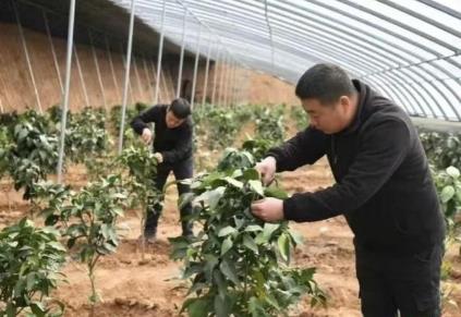 山西高平：特色農(nóng)業(yè)結(jié)碩果 產(chǎn)業(yè)興旺繪新景