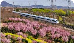 一趟趟旅游列車 駛向春天的花海