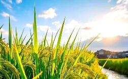 摸清“家底” 我國農(nóng)業(yè)氣候資源普查和區(qū)劃全面鋪開