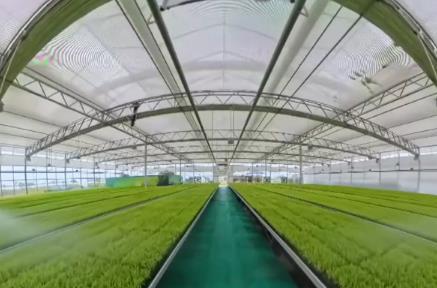 工廠化育秧為春耕生產(chǎn)保駕護(hù)航 “黑科技”為春耕按下“加速鍵”