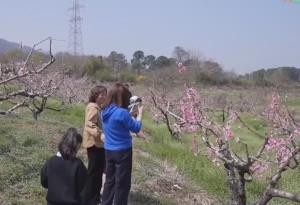 “春賞花、夏采果”農(nóng)旅互促模式構(gòu)建新生態(tài) 鄉(xiāng)村振興“新”圖景正漸次展開