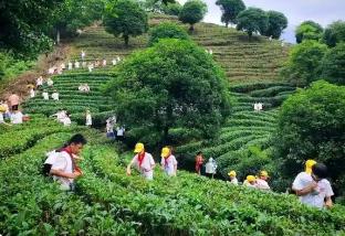福建發(fā)布地方標(biāo)準(zhǔn)《茶文化研學(xué)旅行基地建設(shè)要求》