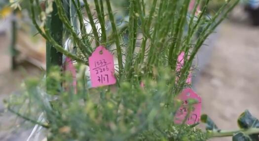 從依賴進(jìn)口到實現(xiàn)國產(chǎn)替代 “中國種”筑牢“菜籃子”安全根基