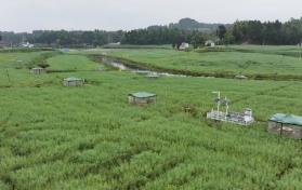 無(wú)人機(jī)25分鐘巡檢400畝農(nóng)田　四川樂(lè)至“帥府糧倉(cāng)”藏著“智慧大腦”