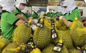 一份準入一次機遇 多國優(yōu)質(zhì)水果獲準入華