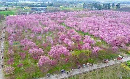 春日經(jīng)濟(jì)活力的關(guān)鍵何在