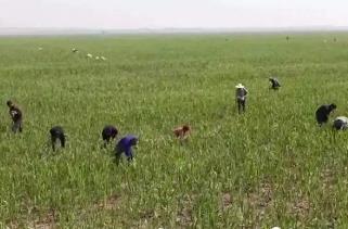 湖北石首小河口鎮(zhèn)：打造“蘆葦之鄉(xiāng)” 讓一口鮮味撐起致富夢(mèng)