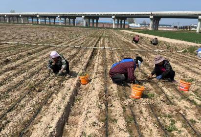 河南新鄉(xiāng)縣：特色產(chǎn)業(yè)鋪就富民路