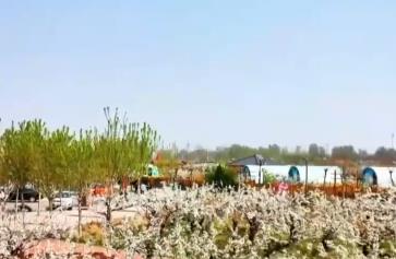 “賞花+”鏈接多元消費新場景 生態(tài)“顏值”成為鄉(xiāng)村振興“美麗引擎”