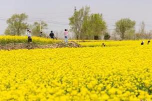 金色花?！拔Α庇帧拔稹?山西孝義解鎖農(nóng)旅融合新路徑