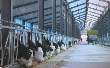 肉蛋奶產(chǎn)量全面增長 “十四五”山西大同畜牧業(yè)成績單亮眼