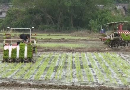 大江南北農(nóng)耕忙 新技術(shù)、新模式護航增產(chǎn)增收