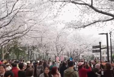 “流動的風景線”串聯(lián)多元消費業(yè)態(tài) “追花人”奔赴一場“春之約”