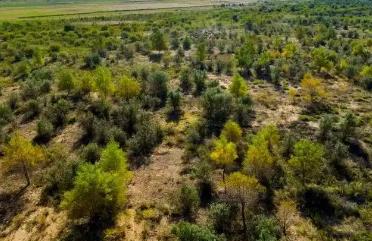 內(nèi)蒙古：綠色接力繪就綠色長城