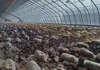 2026年黑龍江省果蔬菌產(chǎn)量力爭(zhēng)突破1100萬噸