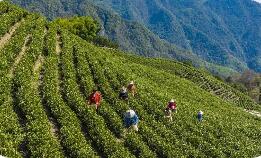 一片葉子“串起”全域品牌 浙江率先實現(xiàn)茶葉區(qū)域品牌設(shè)區(qū)市全覆蓋
