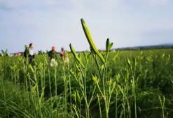 從三分薄地到致富產(chǎn)業(yè) 山西大同黃花全產(chǎn)業(yè)鏈產(chǎn)值達(dá)25億元