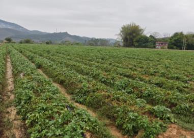 廣東實現(xiàn)馬鈴薯脫毒原種大田規(guī)?；瘮U繁