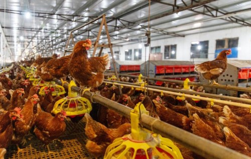 以當代溯源技術鑒別非籠養(yǎng)雞蛋