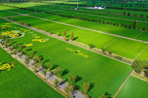 叮咚買菜訂單農(nóng)業(yè)大米“豐收節(jié)”上市 全年預(yù)計銷量達(dá)6萬噸