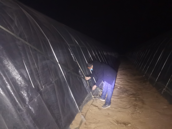  山東安丘煙草：寒潮來(lái)襲無(wú)所懼 全力以赴護(hù)苗忙