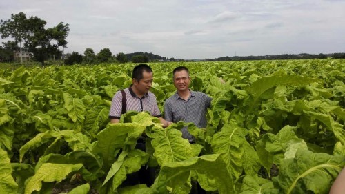  湖南衡陽(yáng)：守護(hù)煙農(nóng)幸福生活的“老黃?！?></a></div><!-- img end -->	<div   id=