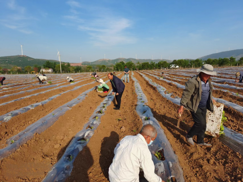 河南郟縣：防疫不松懈，耕種滿田疇
