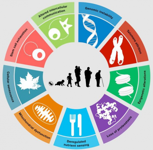 對(duì)話SRW科學(xué)家Greg：解碼細(xì)胞年齡，延伸健康長(zhǎng)度