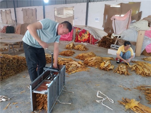 貴州省鳳岡縣煙草專賣局：煙葉收購設(shè)置“三桿秤”，稱出公正廉潔效益