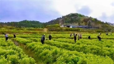 劉河鎮(zhèn)新鋪村：多措并舉，共繪美好環(huán)境與幸福生活新畫卷