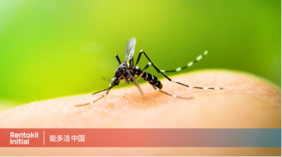 基孔肯雅熱疫情來襲，能多潔倡議家庭蚊蟲防制